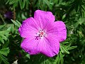 Geraniaceae - Geranium sanguineum